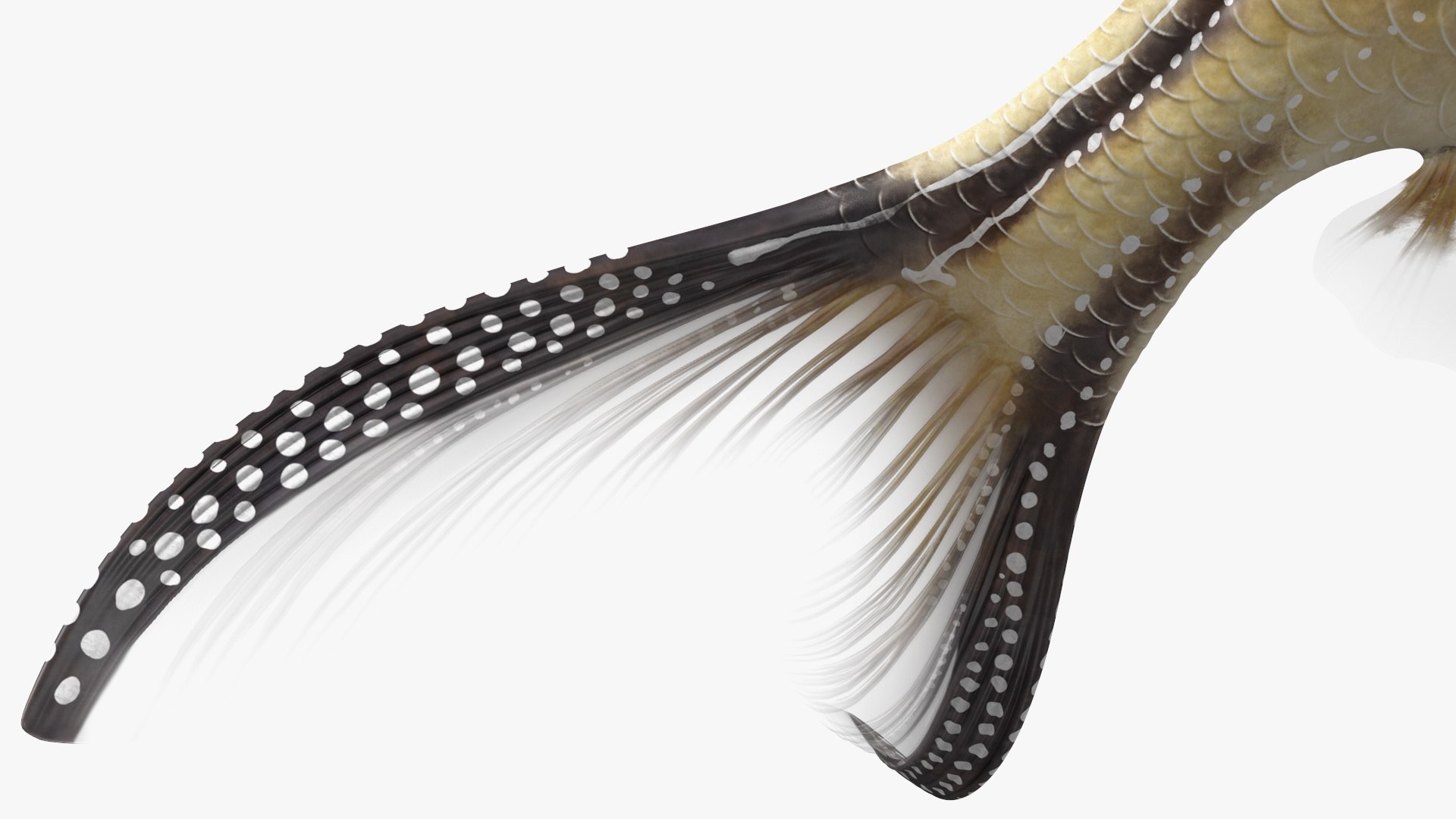Aquarium Fish Collection 2 3D model https://p.turbosquid.com/ts-thumb/Z5/wUnxAk/eX/aquarium_fish_collection_2_097/jpg/1770125487/1920x1080/fit_q87/ef9e6d82dc162407f85ad9ba118b3a90c18f8c0f/aquarium_fish_collection_2_097.jpg