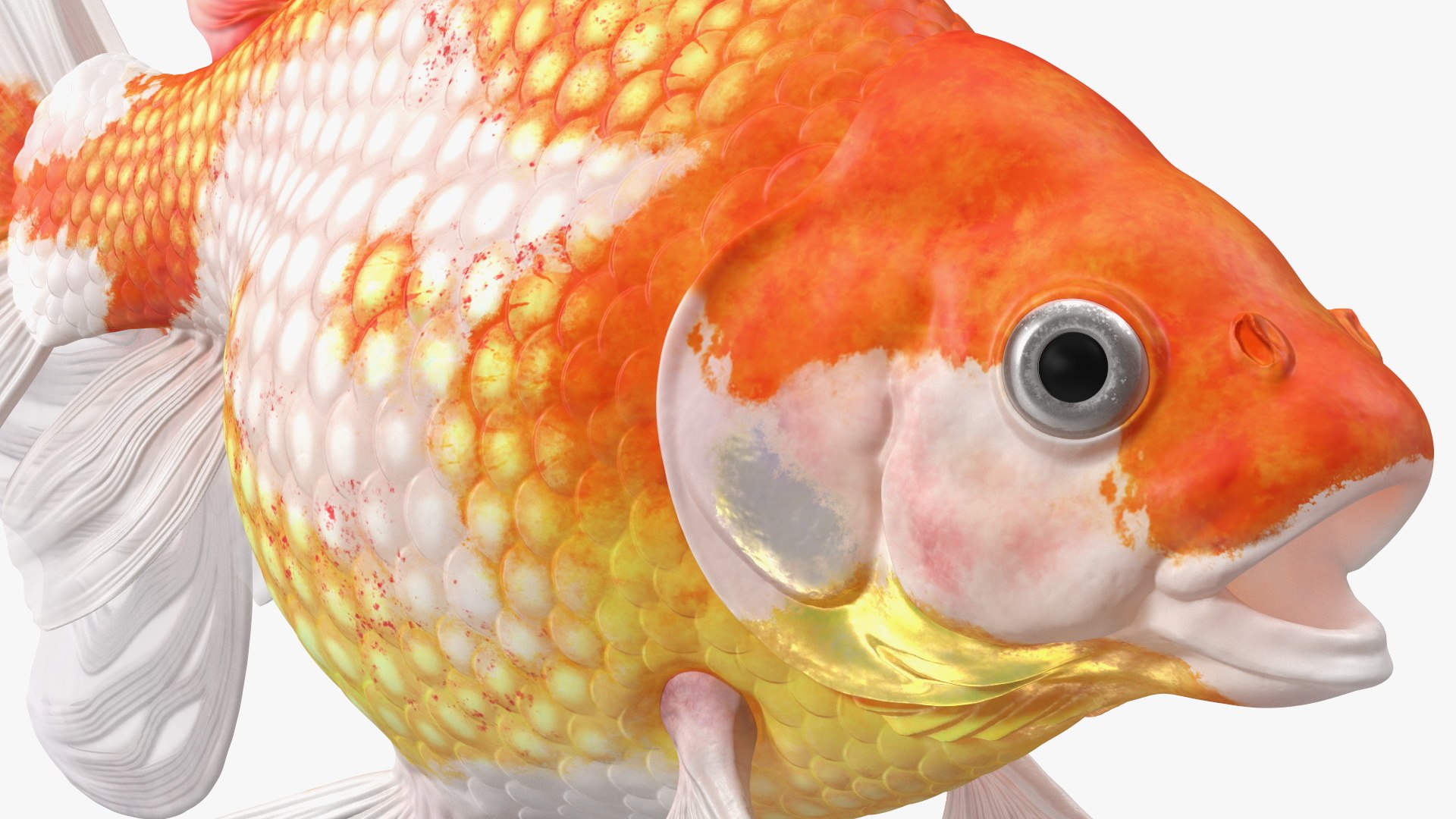 Aquarium Fish Collection 2 3D model https://p.turbosquid.com/ts-thumb/Z5/wUnxAk/qU/aquarium_fish_collection_2_123/jpg/1770125495/1920x1080/fit_q87/0495cae3e75dd3c973683420856a0c371cc5dfa0/aquarium_fish_collection_2_123.jpg