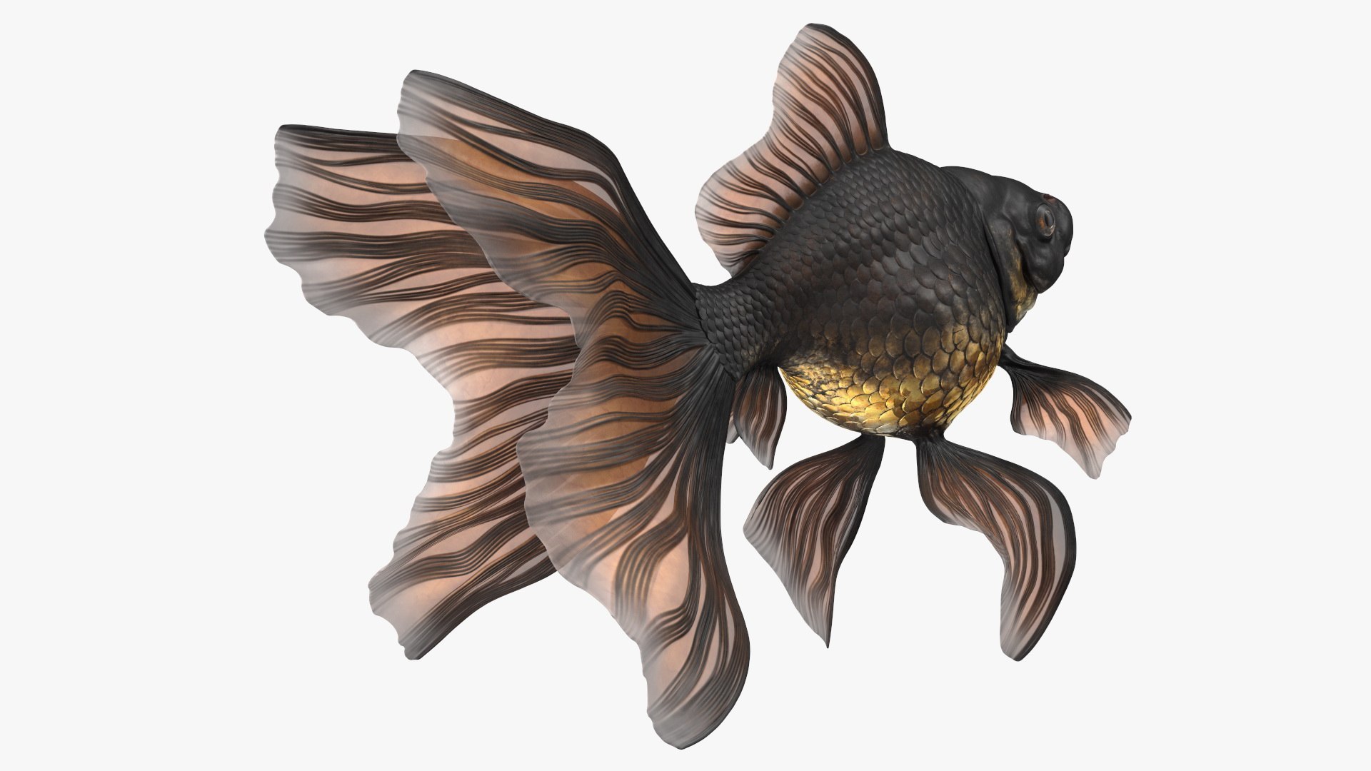 Aquarium Fish Collection 2 3D model https://p.turbosquid.com/ts-thumb/Z5/wUnxAk/sc/aquarium_fish_collection_2_085/jpg/1770125484/1920x1080/fit_q87/697167f89e64a91c83eadf1739a0f3ddbb7345b8/aquarium_fish_collection_2_085.jpg