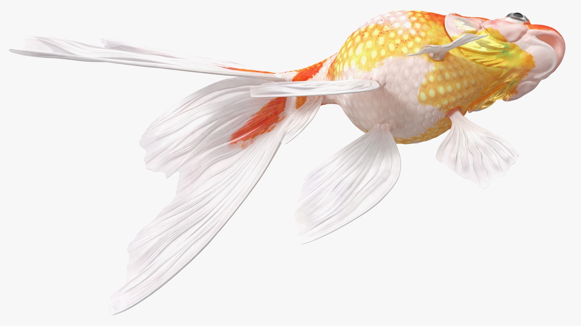 Aquarium Fish Collection 2 3D model https://p.turbosquid.com/ts-thumb/Z5/wUnxAk/wa/aquarium_fish_collection_2_122/jpg/1770125494/1920x1080/fit_q87/9f861064a55ddf04285aab991364819dea3017df/aquarium_fish_collection_2_122.jpg