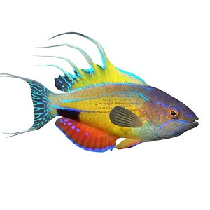 3D model Australia dazzling flasher wrasses