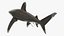 3D Carcharhinus Longimanus Shark model