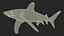 3D Carcharhinus Longimanus Shark model