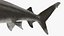 3D Carcharhinus Longimanus Shark model
