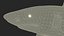 3D Carcharhinus Longimanus Shark model