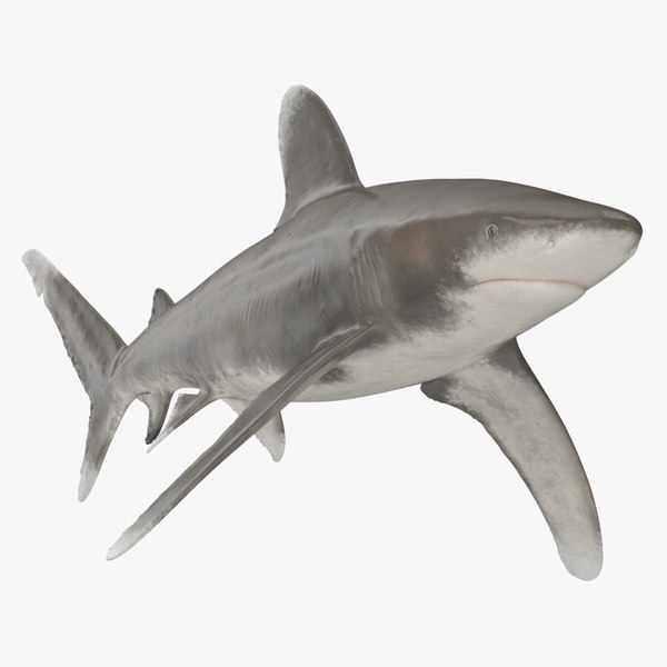 3D Carcharhinus Longimanus Shark model