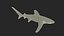 3D Carcharhinus Longimanus Shark model