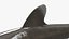 3D Carcharhinus Longimanus Shark model