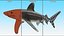 3D Carcharhinus Longimanus Shark model