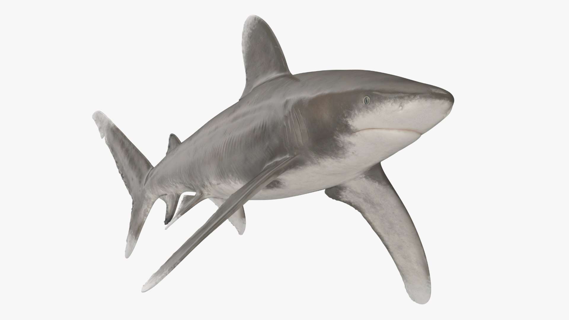 3D Carcharhinus Longimanus Shark model https://p.turbosquid.com/ts-thumb/Z6/Edtmwe/gN/carcharhinuslongimanussharkc4dmodel002/jpg/1719606754/1920x1080/fit_q87/750ca3aa27b5b7e8762b1eb468a838f0f6c3c7b4/carcharhinuslongimanussharkc4dmodel002.jpg