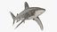 3D Carcharhinus Longimanus Shark model