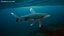 3D Carcharhinus Longimanus Shark model