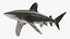 3D Carcharhinus Longimanus Shark model