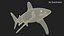 3D Carcharhinus Longimanus Shark model