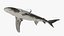 3D Carcharhinus Longimanus Shark model