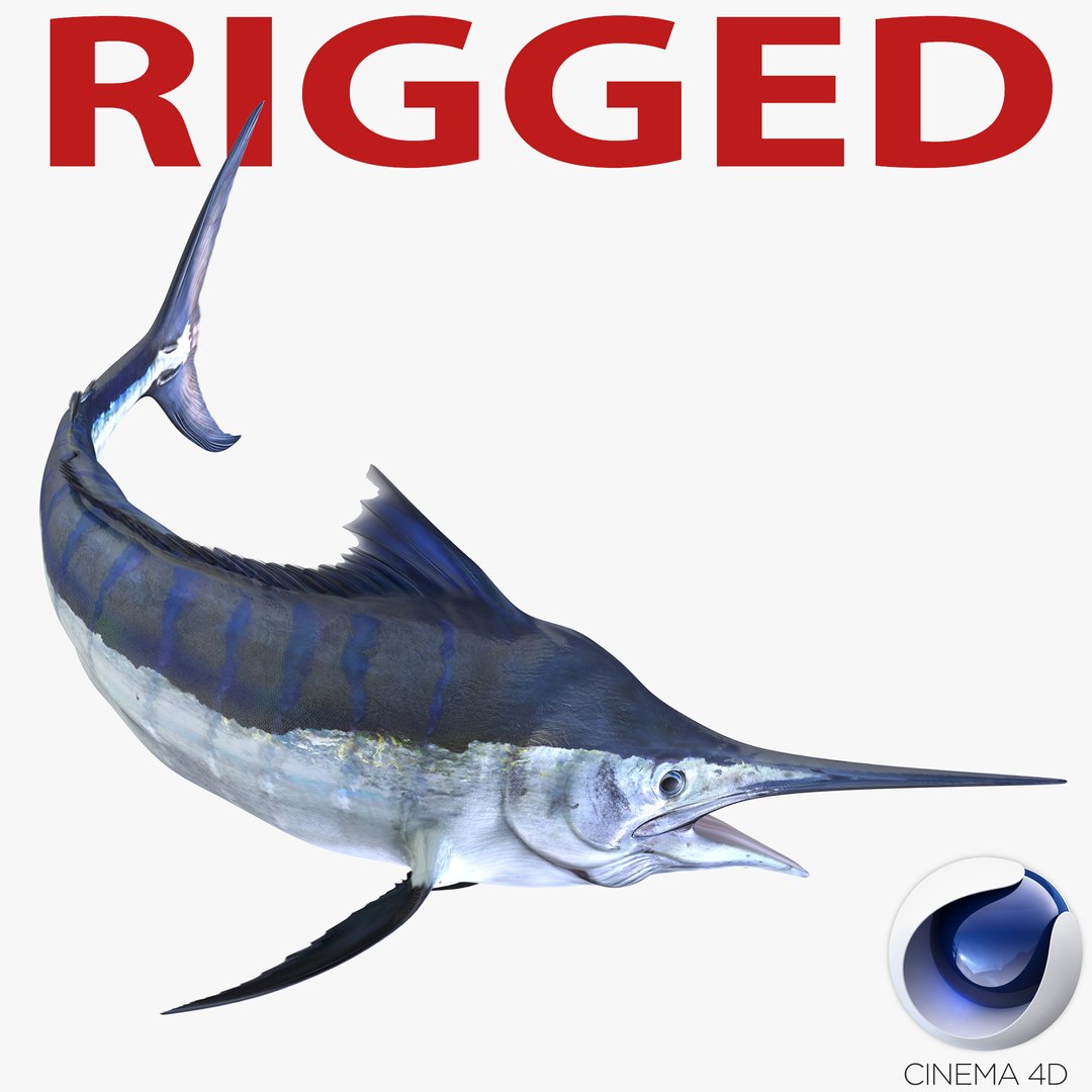 Blue Marlin Rigged for Cinema 4D 3D model preview
