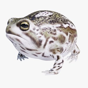 Desert Rain Frog - Animated
