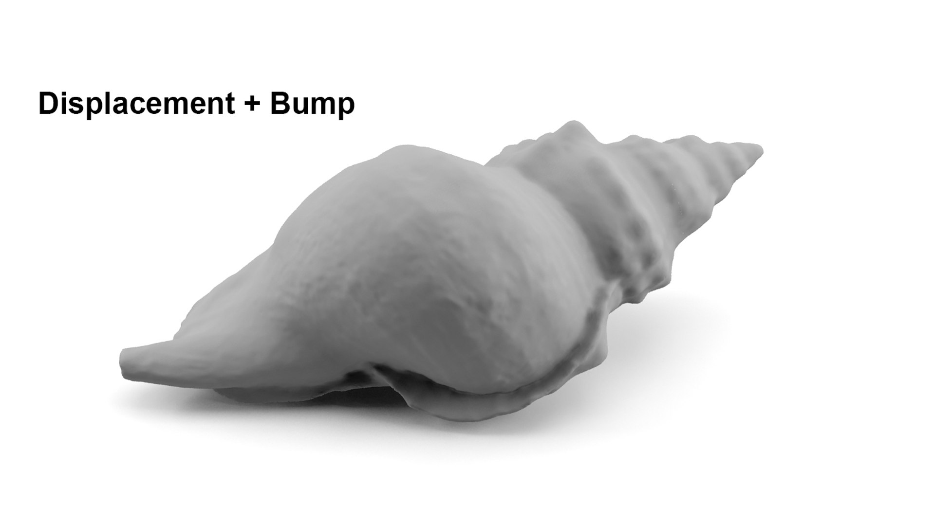Seashell Animations 3d 3ds