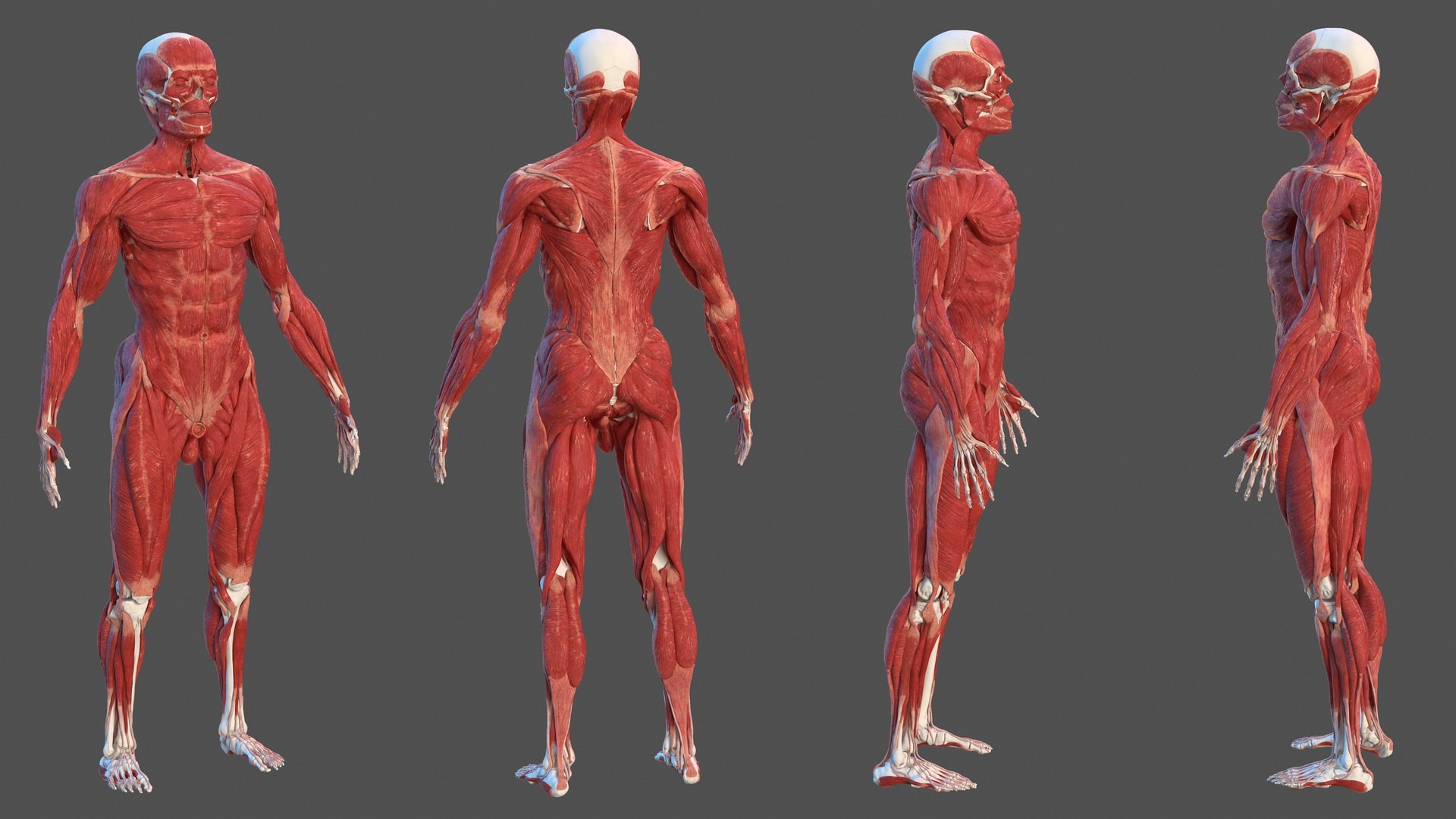 Male Skeleton and Muscular System 3D model preview