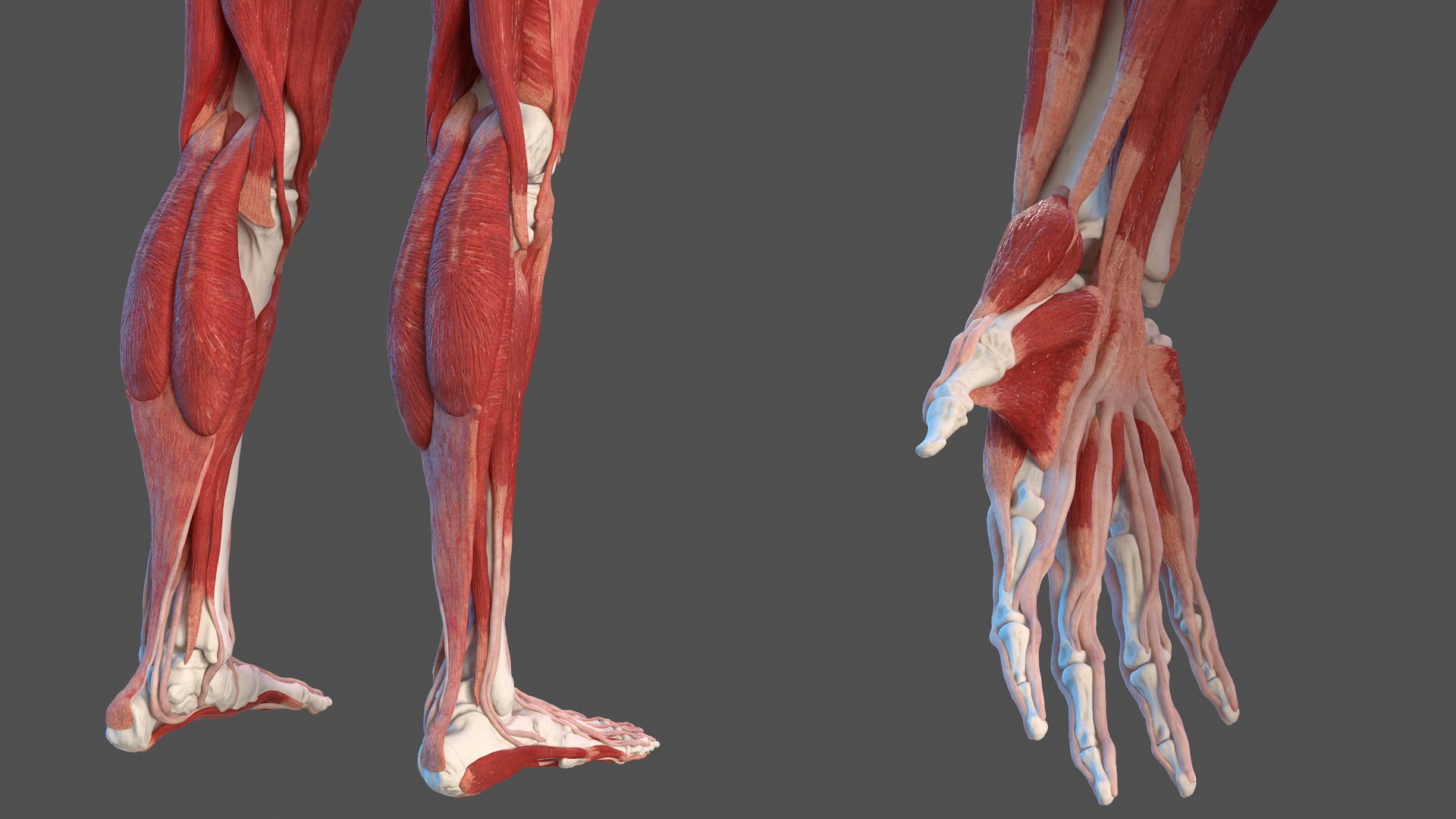 3D male skeleton muscular - TurboSquid 1487438