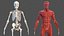 3D male skeleton muscular