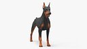 Doberman Pinscher Dog