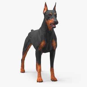 Doberman Pinscher Dog