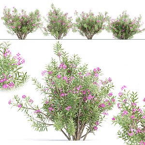 3D Oleander flowering bush collection vol 208