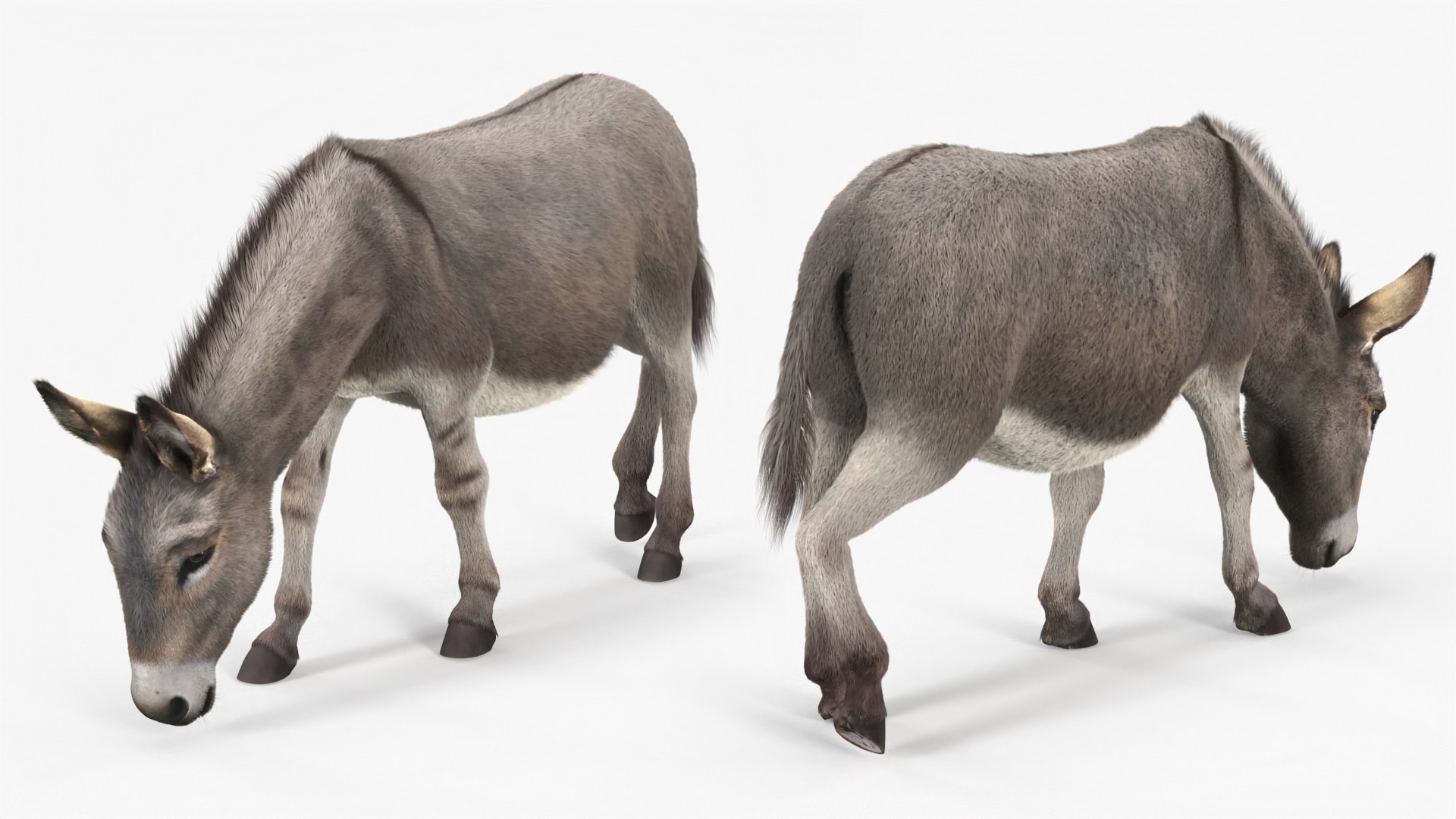 3D Farm Animals Big Collection 5 https://p.turbosquid.com/ts-thumb/Z6/VynIw8/9K/farm_animals_big_collection_5_011/jpg/1768982734/1920x1080/fit_q87/387f71699e312df3313c6fa79bb34a78a8d041ac/farm_animals_big_collection_5_011.jpg