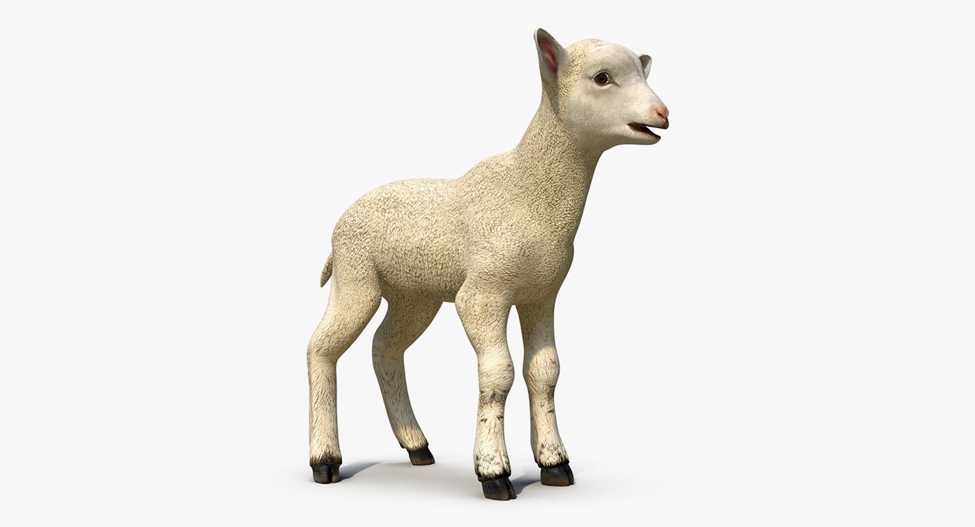 3D Farm Animals Big Collection 5 https://p.turbosquid.com/ts-thumb/Z6/VynIw8/Bo/farm_animals_big_collection_5_075/jpg/1768982768/1920x1080/fit_q87/97119bce0e6eba2645e097692332c57bbcea51a1/farm_animals_big_collection_5_075.jpg