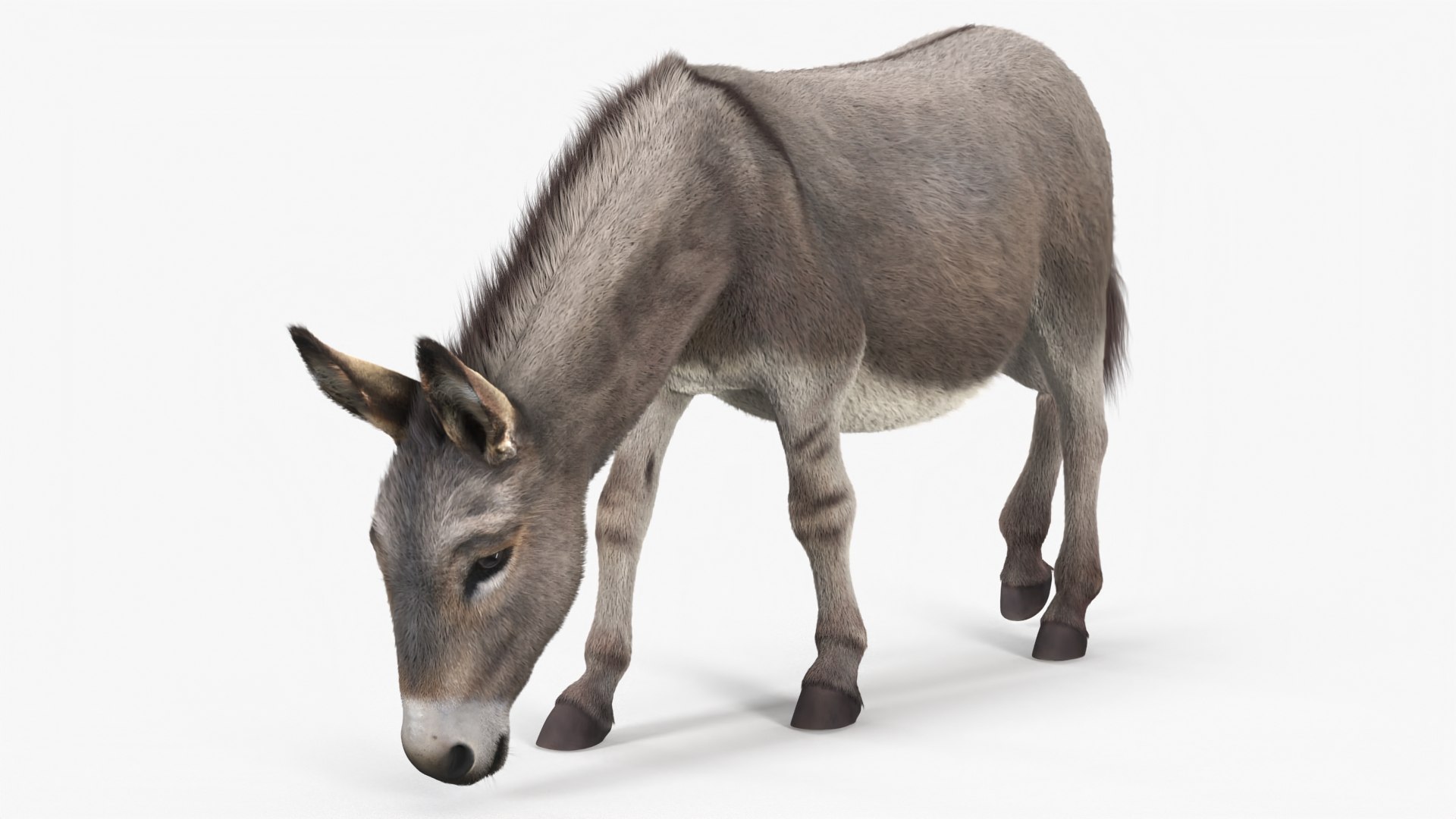 3D Farm Animals Big Collection 5 https://p.turbosquid.com/ts-thumb/Z6/VynIw8/YU/farm_animals_big_collection_5_008/jpg/1768982733/1920x1080/fit_q87/f39e5f091c8fc6e256c51ad5218fea1cb013044c/farm_animals_big_collection_5_008.jpg