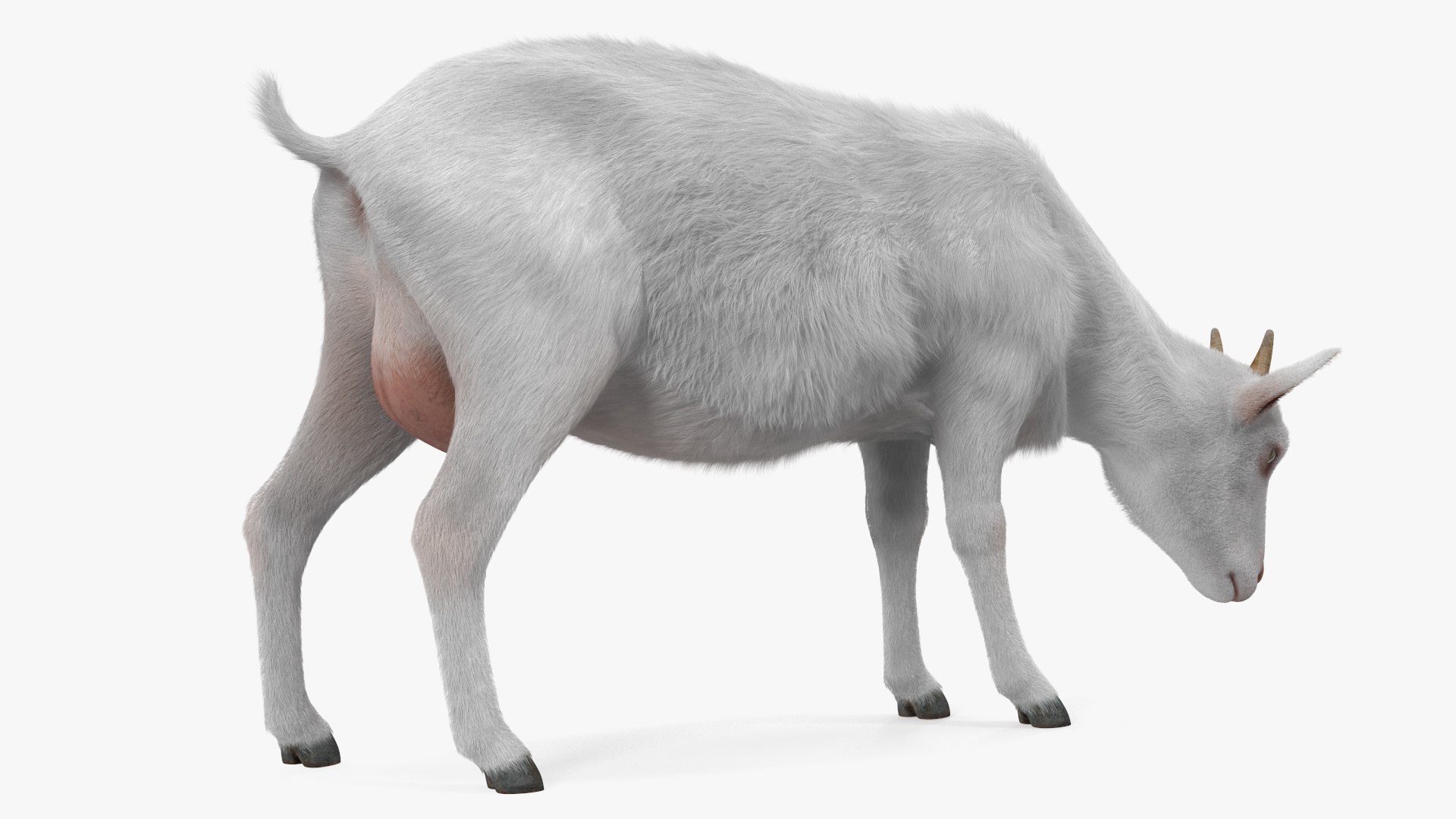 3D Farm Animals Big Collection 5 https://p.turbosquid.com/ts-thumb/Z6/VynIw8/km/farm_animals_big_collection_5_015/jpg/1768982737/1920x1080/fit_q87/add26b15157f99cc436ac00d390e43a4f64081ec/farm_animals_big_collection_5_015.jpg