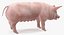 Animali da fattoria Grande collezione 5