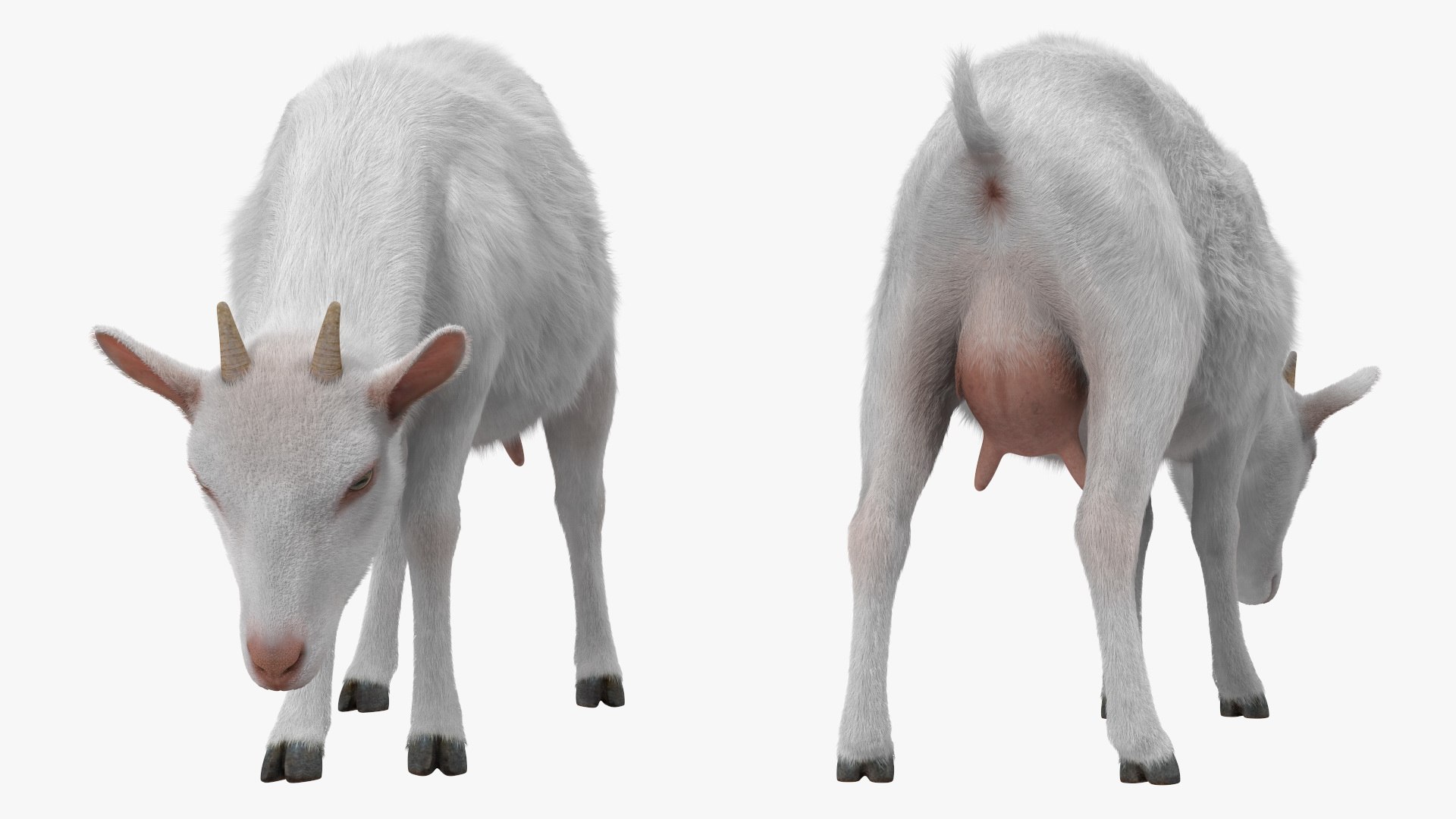 3D Farm Animals Big Collection 5 https://p.turbosquid.com/ts-thumb/Z6/VynIw8/u8/farm_animals_big_collection_5_014/jpg/1768982736/1920x1080/fit_q87/ab0a4edfb5f028376e5c9bac8b7e133e0e95e706/farm_animals_big_collection_5_014.jpg