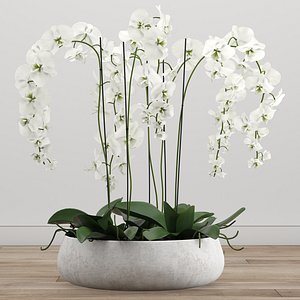 3D model Orchid arrangement