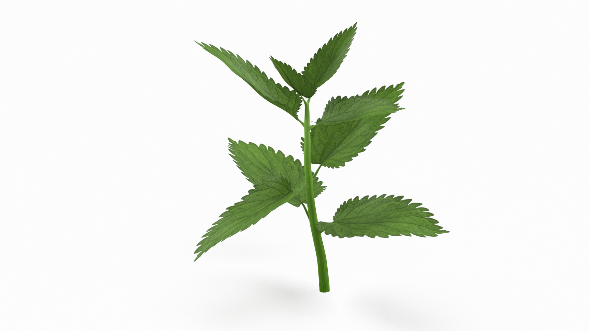Plant Sprout 3D Model - TurboSquid 2310091