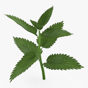 Plant Sprout 3D model