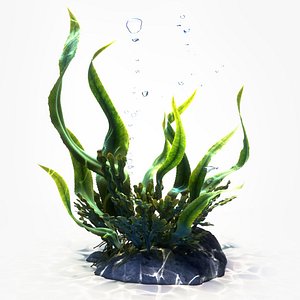 Seaweed Animated