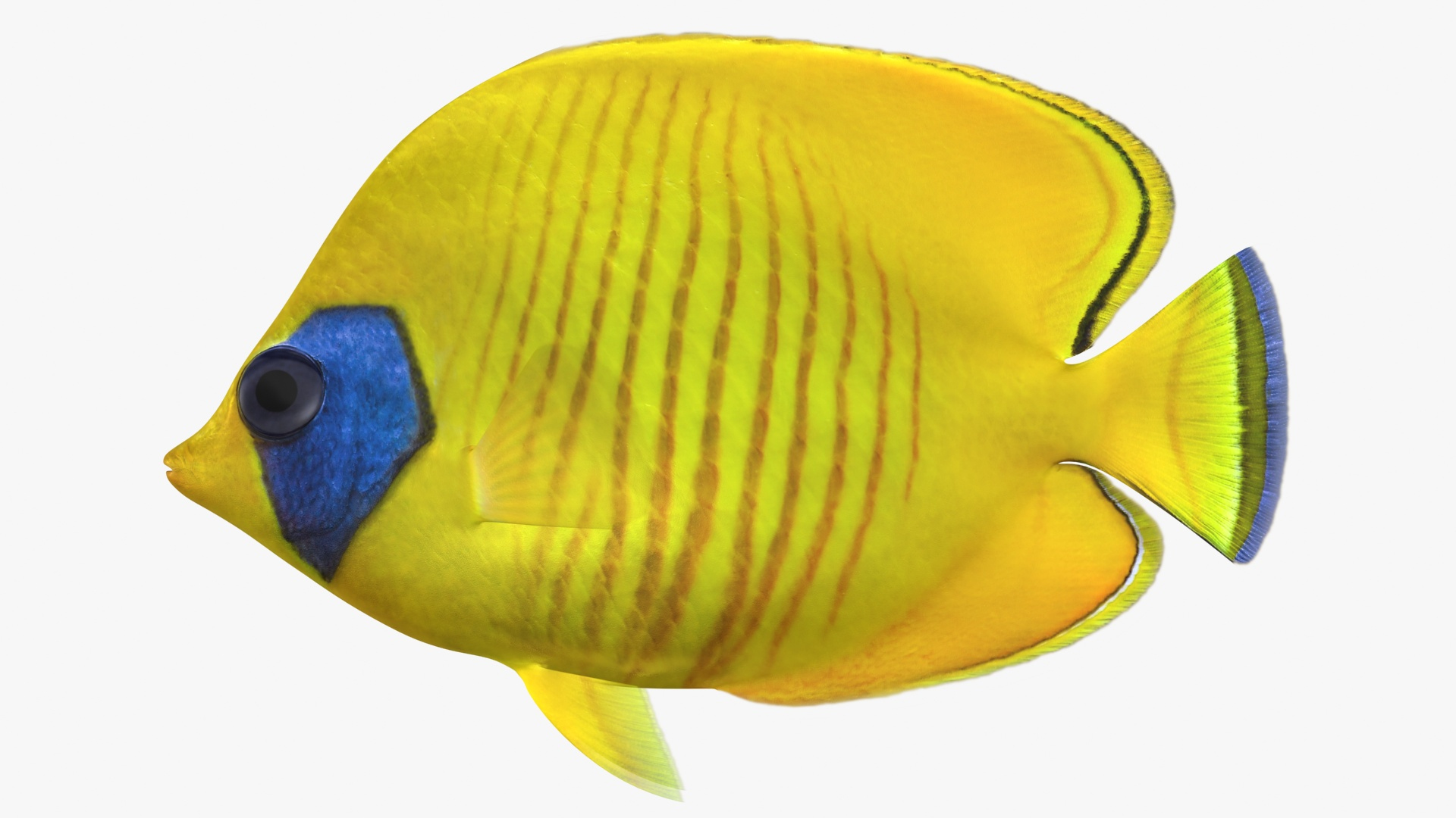 3D saltwater fish 2 model https://p.turbosquid.com/ts-thumb/Z6/xom6AI/ASc7WsEE/bluecheekbutterflyfish_diffuse/jpg/1581864508/1920x1080/turn_fit_q99/0bc8f22a09470522c2b9da37e32b9e1d90372f37/bluecheekbutterflyfish_diffuse-1.jpg