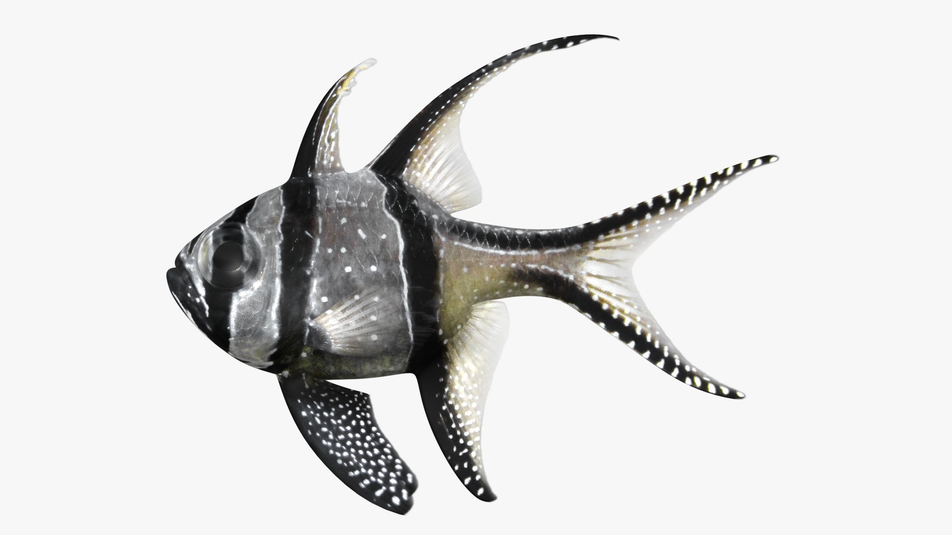 3D saltwater fish 2 model https://p.turbosquid.com/ts-thumb/Z6/xom6AI/HD6PgowC/banggaicardinalfish_diffuse/jpg/1580011210/1920x1080/turn_fit_q99/44f378690d4c1b645b83b6529c9ee0fec5cd52e6/banggaicardinalfish_diffuse-1.jpg