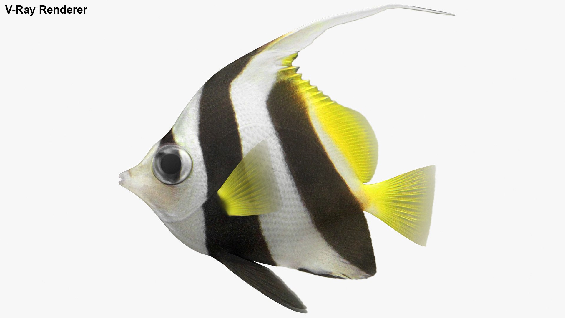 3D saltwater fish 2 model https://p.turbosquid.com/ts-thumb/Z6/xom6AI/QjOU3GNF/lemon_rr_33/jpg/1581864692/1920x1080/fit_q87/d6a9259d8a59b35025dad6360a9e0b5fdfb14269/lemon_rr_33.jpg
