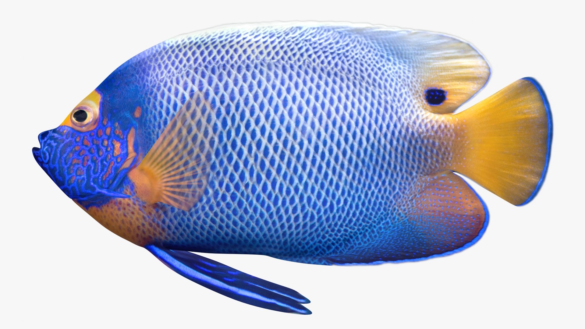 3D saltwater fish 2 model https://p.turbosquid.com/ts-thumb/Z6/xom6AI/ffPAtIhe/ryukingoldfish_rr01_bb/jpg/1580011197/1920x1080/fit_q87/f33042f9fa04a48fa4381342b791e7762c9034ca/ryukingoldfish_rr01_bb.jpg