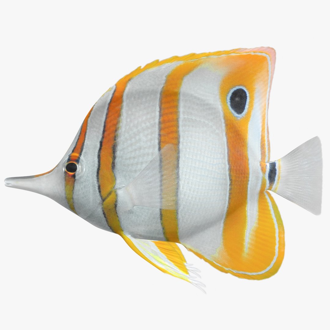 3D saltwater fish 2 model https://p.turbosquid.com/ts-thumb/Z6/xom6AI/lHRvdNUU/ryukingoldfish_rr00/jpg/1580011258/1920x1080/fit_q87/009d4efcb0a6b24f1b958b1e3a16d5971b99514d/ryukingoldfish_rr00.jpg