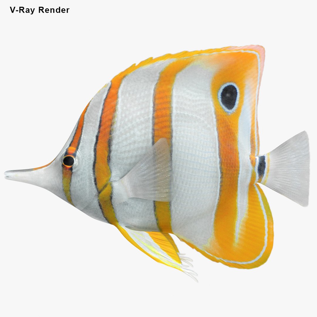 3D saltwater fish 2 model https://p.turbosquid.com/ts-thumb/Z6/xom6AI/r0MYa2Bo/ryukingoldfish_rr35/jpg/1580011259/1920x1080/fit_q87/e21c89f4dc3af8198d478107141cec2988edf39d/ryukingoldfish_rr35.jpg