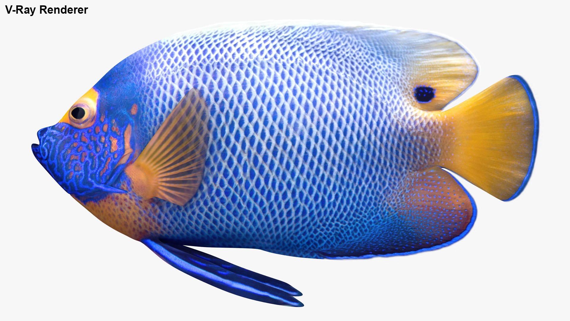 3D saltwater fish 2 model https://p.turbosquid.com/ts-thumb/Z6/xom6AI/zLmXvU7Y/ryukingoldfish_rr35/jpg/1580011198/1920x1080/fit_q87/22392c8319229fb02d397886bebde95b58094026/ryukingoldfish_rr35.jpg