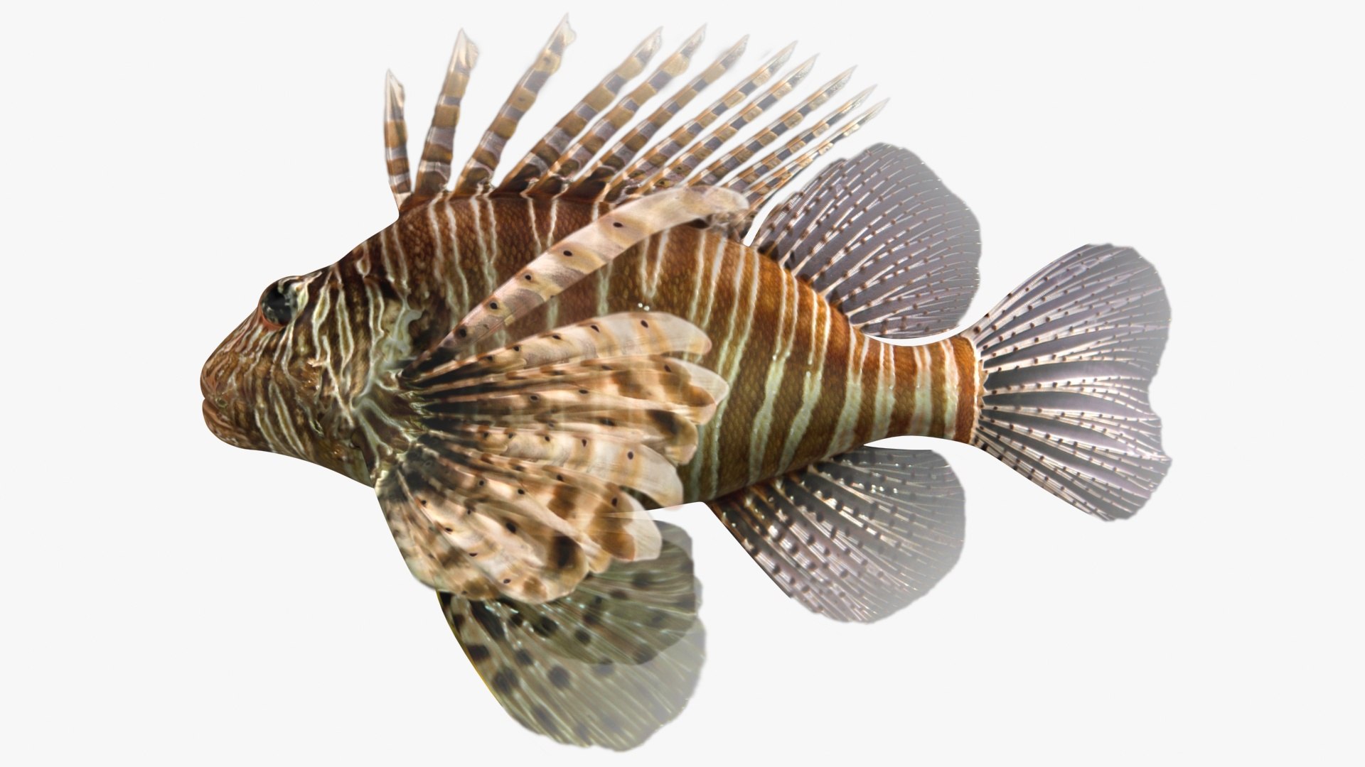 3D saltwater fish 2 model https://p.turbosquid.com/ts-thumb/Z6/xom6AI/zWIAgYQY/ryukingoldfish_rr01/jpg/1580011291/1920x1080/fit_q87/d259936653945f962b77eadc86cd669e2ee8496b/ryukingoldfish_rr01.jpg