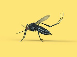 Mosquito 3D model