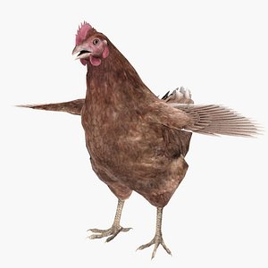 Chicken Rigged
