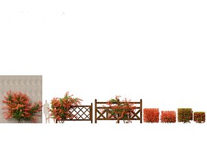 Pyracantha coccinea - Scarlet firethorn 02
