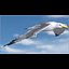 Seagull (ANIMATED)